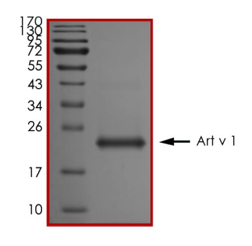 The purity of Art v 1 was determined to be >90% by densitometry.